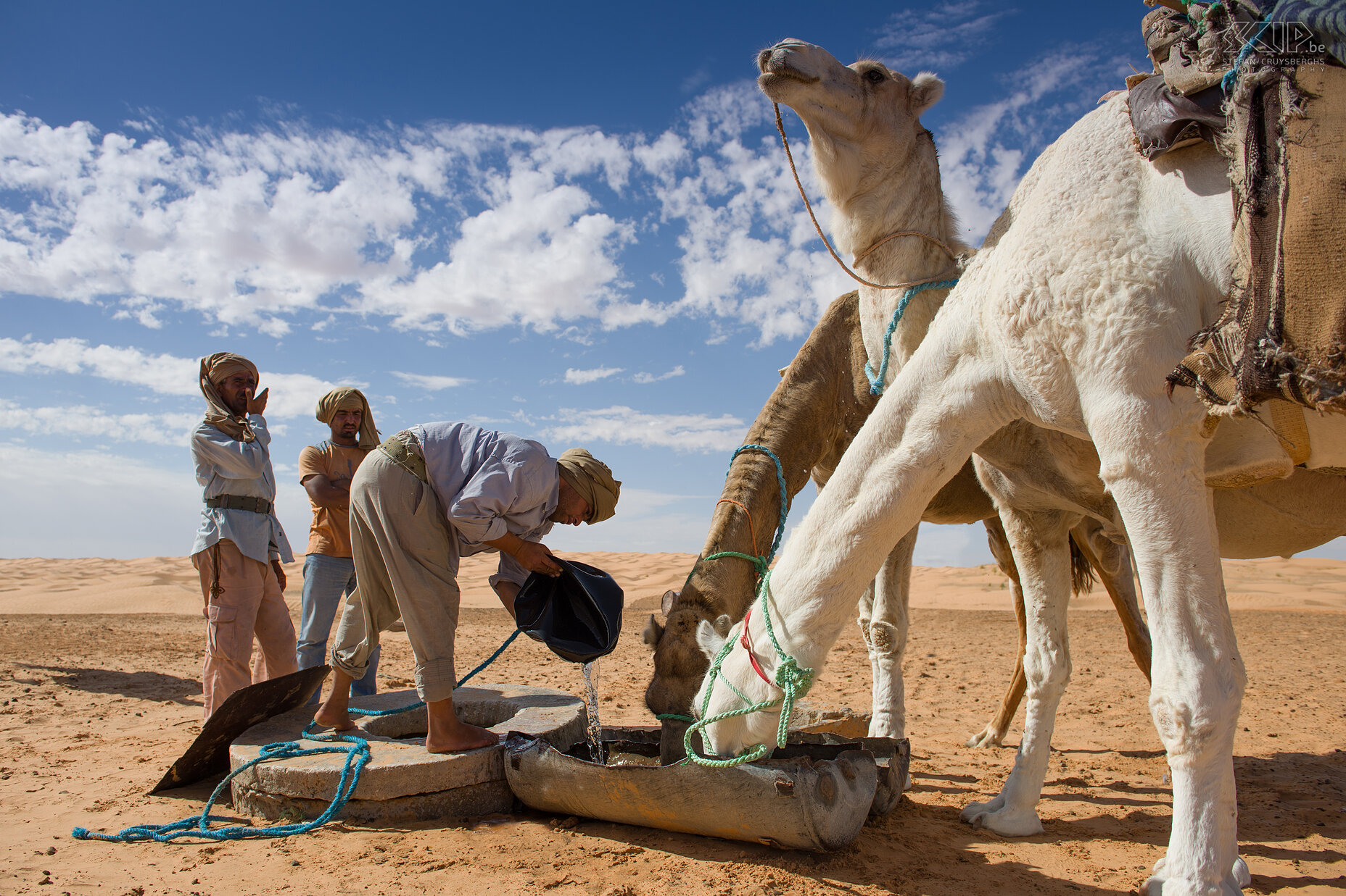 Drinking camels at a small water source During the third day of our hike in the Tunisian desert we come past a small water source. There our six dromedary camels got a lot of water to drink.<br />
 Stefan Cruysberghs